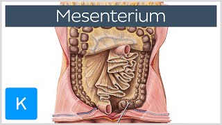 Mesenterium Vorschau  Anatomie des Menschen  Kenhub [upl. by Henrietta]