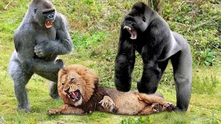 সিংহ ও গরিলার লড়াইয়ে কে জিতবে  Gorilla VS Lion Real Fight  Lion VS Gorilla [upl. by Esdnyl]