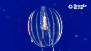 Sea Gooseberry Comb Jellies Feeding [upl. by Daniella]