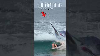 marlin vs surfer [upl. by Anehsak943]