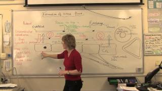 Tissue Fluid Formation [upl. by Ecnerol]