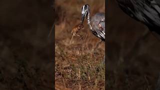 herons bonsaiherons formulaheron blueheron eats ducklingherons fountainheron callheron bird [upl. by Cerell684]