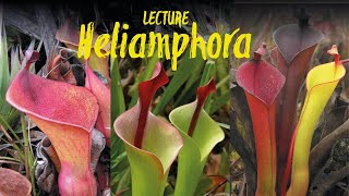 Heliamphora  the marsh pitcher plants  of the tepui mountains lecture by Stewart McPherson [upl. by Blondie]