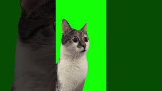 Shocked cat meme green screen [upl. by Young]