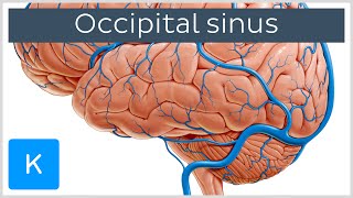 Occipital Sinus sinus occipitalis  Human Anatomy  Kenhub [upl. by Rabkin]