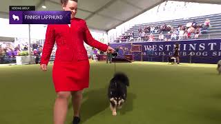 Finnish Lapphunds  Breed Judging 2024 [upl. by Varuag]