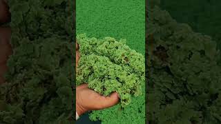 AZOLLA SEEDS AVAILABLE IN BULK QUANTITY 8955119999 [upl. by Damon]