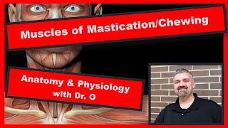 Muscles of MasticationChewing Anatomy and Physiology [upl. by Branch]