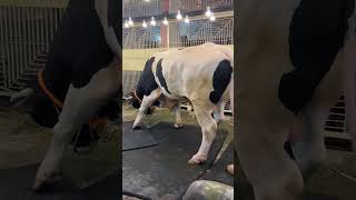 Huge angry Holstein bull during Bakra Eidbakraeidspecial ytshorts cowlover bakra mandi [upl. by Shaeffer510]