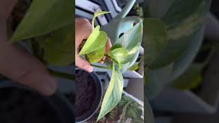 Propogating Pothos in Water [upl. by Sicular47]