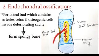 Bone Development  Ossification  Osteogenesis  Bone Forming Cells  Intramembranous  Endochondral [upl. by Akcirahs]