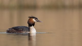 Podiceps cristatus or great crested grebe oder Haubentaucher [upl. by Leach180]