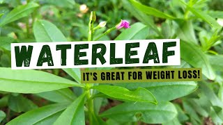 The Surprising Health Benefits of Waterleaf [upl. by Daye]