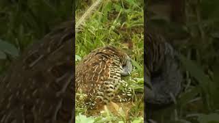 Barred Buttonquail preening [upl. by Waylin]