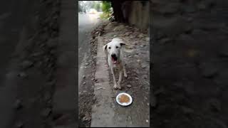 savestreetanimals cuteanimal saveanimallife animallover hungrydog protectanimals streetdog [upl. by Delores]