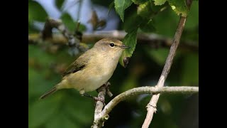 Chiffchaff 1h bird sound [upl. by Inger]