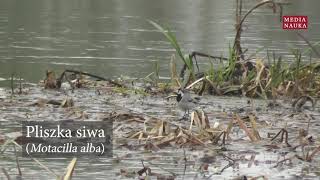 Pliszka siwa Motacilla alba [upl. by Delaney]