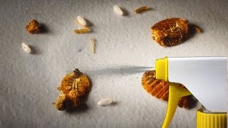 The Strongest Natural Home Remedy to Get Rid of Bedbugs [upl. by Pearlman53]