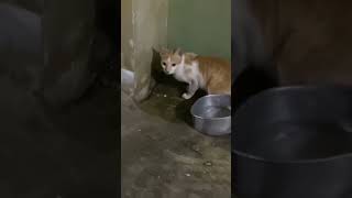 Pusang Gala shortvideo highlights pusa [upl. by Fasta]