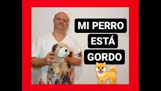 Mi perro está gordo [upl. by Neliac764]