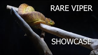 All of my RARE Vipers in one video [upl. by Sukcirdor]