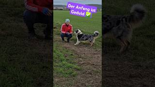 Hund apportieren beibringen ohne Stress hundetraining [upl. by Anuhsal]