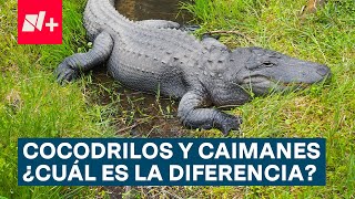 Cocodrilos y caimanes ¿Cuál es la diferencia  N [upl. by Sanborne]