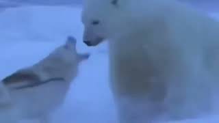 Polar Bear fight VS Dog [upl. by Dnalel]