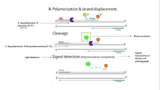 Taqman probe quantitative PCR [upl. by Ohcirej]