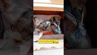 Yuvada 1 Günümüz😒🦜🐣 shorts muhabbetkuşu budgies babyanimals yavru keşfet birds kuşlar komik [upl. by Irena]