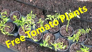 Propagating Tomatoes For A Second Crop [upl. by Balac895]