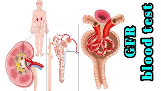 Glomerular filtration rate GFR blood test Normal range purpose Procedure High and Low causes [upl. by Eloc]