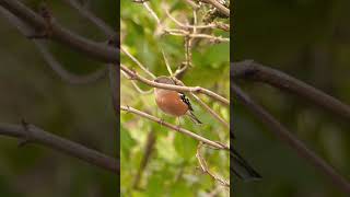 Chaffinch trying to see under branch [upl. by Ahgiela874]