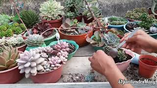 Maratón de trasplante 810 seguimos trasplantando🪴 Echeveria Ripres echeveria lilacina y más 🌺 [upl. by Oliana194]