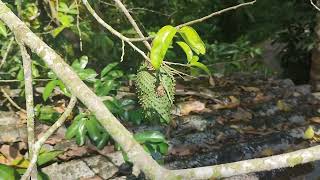 Soursop Graviola Annona muricata plants fruit [upl. by Robenia]