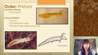 Identifying Hexapods and Basal Insects [upl. by Akimik823]