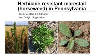 Horseweed Part 1 Resistant Marestail in Pennsylvania [upl. by Beattie]