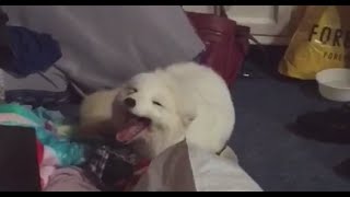 Cute Arctic White Fox Laughing Vine [upl. by Notneb128]