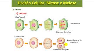 divisão celular  Mitose e Meiose [upl. by Eimma179]