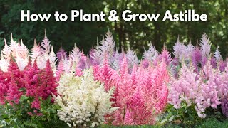 How to Plant and Grow Astilbe [upl. by Neelav]