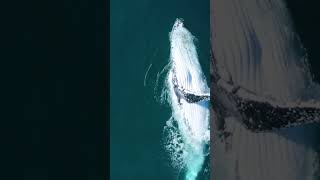 Peaceful Songs Of Humpback Whales [upl. by Belva]