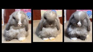 Dinah amp Jonah Holland Lop Litter 31 Days Old [upl. by Noiwtna]