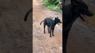 Best funny dogs ever in the day [upl. by Janna]