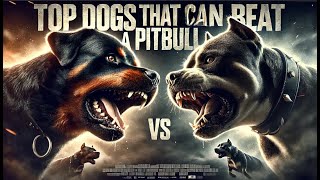 Top Dogs That Can Beat a Pitbull Strength vs Power [upl. by Meesan]