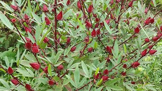 Harvesting Roselle in Manipur  Selok Sougri lokpa [upl. by Naitsabas]