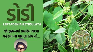 ડોડી  આંખો ને રોશની પ્રદાન કરતી વનસ્પતિ  leptinemia Reticulata Benefits [upl. by Barren]