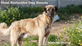 Top 10 Most Protective Dog Breeds For Your Home and Family [upl. by Llehsam]