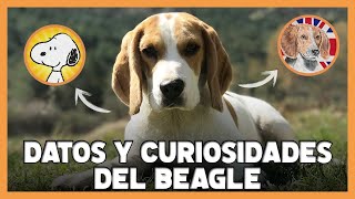 10 Curiosidades y Datos Interesantes del BEAGLE 🐾 [upl. by Aliak]