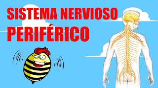 🧠⚡EL SISTEMA NERVIOSO PERIFÉRICO  ¿Cuáles son sus partes y cómo funciona [upl. by Dickerson]