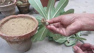 Dont Throw Your Adenium Cuttings After Pruning  HindiUrdu [upl. by Laband478]